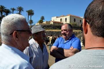 Muestra de ganado de las fiestas del patrono de Telde (Foto  Francisco Javier Santana)